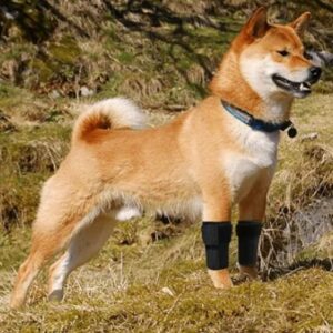  - Best Dogs Brace Suppliers & Manufacturers in China